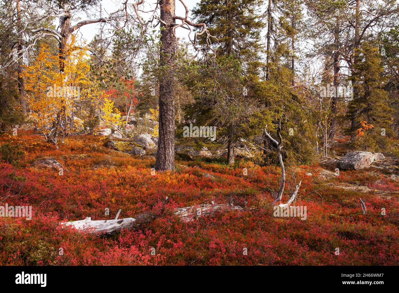 Ein herbstlicher Taigawald mit altem Wachstum und farbenfrohem Waldboden und bei Herbstlaub in Nordfinnland in der Nähe von Salla fallende Baumstämme. Stockfoto