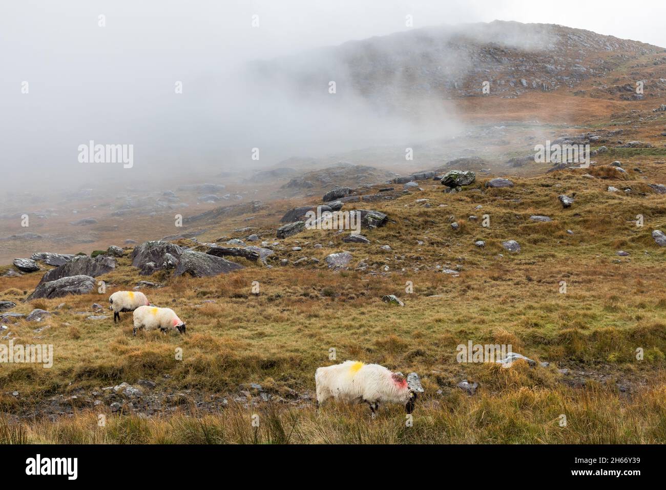 Healy Pass, Cork, Irland. November 2021. Schafe weiden auf der Bergseite, während Nebel und Nebel auf dem Healy Pass, Co. Cork, Irland, herabkommen. - Bild; David Creedon Stockfoto