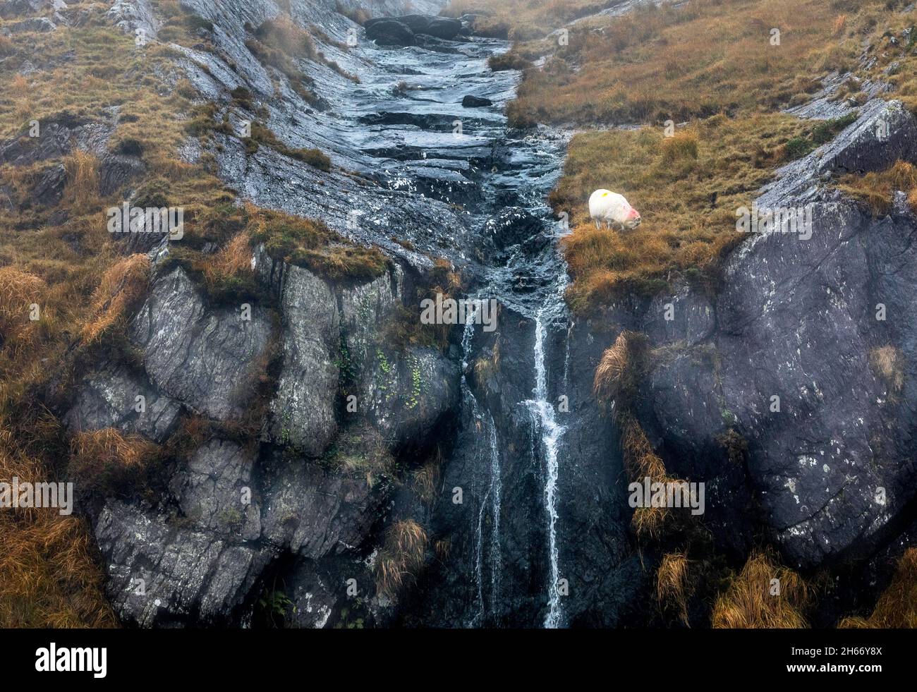 Healy Pass, Cork, Irland. November 2021. Ein Schaf grast in der Nähe eines Wasserfalls aus einem Bergbach im Healy Pass, Co. Cork, Irland. - Bild; David Creedon / Alamy Live News Stockfoto