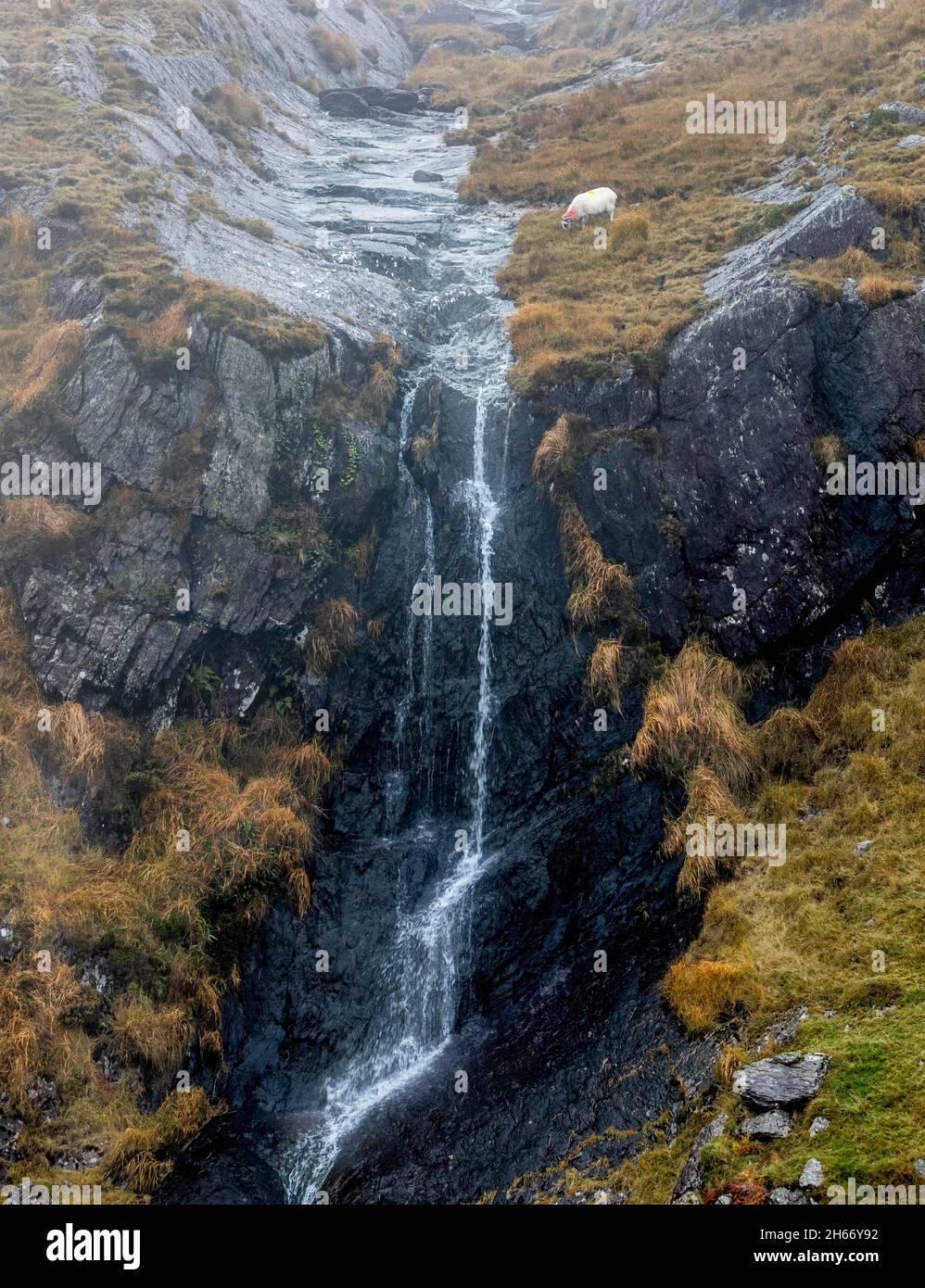 Healy Pass, Cork, Irland. November 2021. Ein Schaf grast in der Nähe eines Wasserfalls aus einem Bergbach im Healy Pass, Co. Cork, Irland. - Bild; David Creedon / Alamy Live News Stockfoto