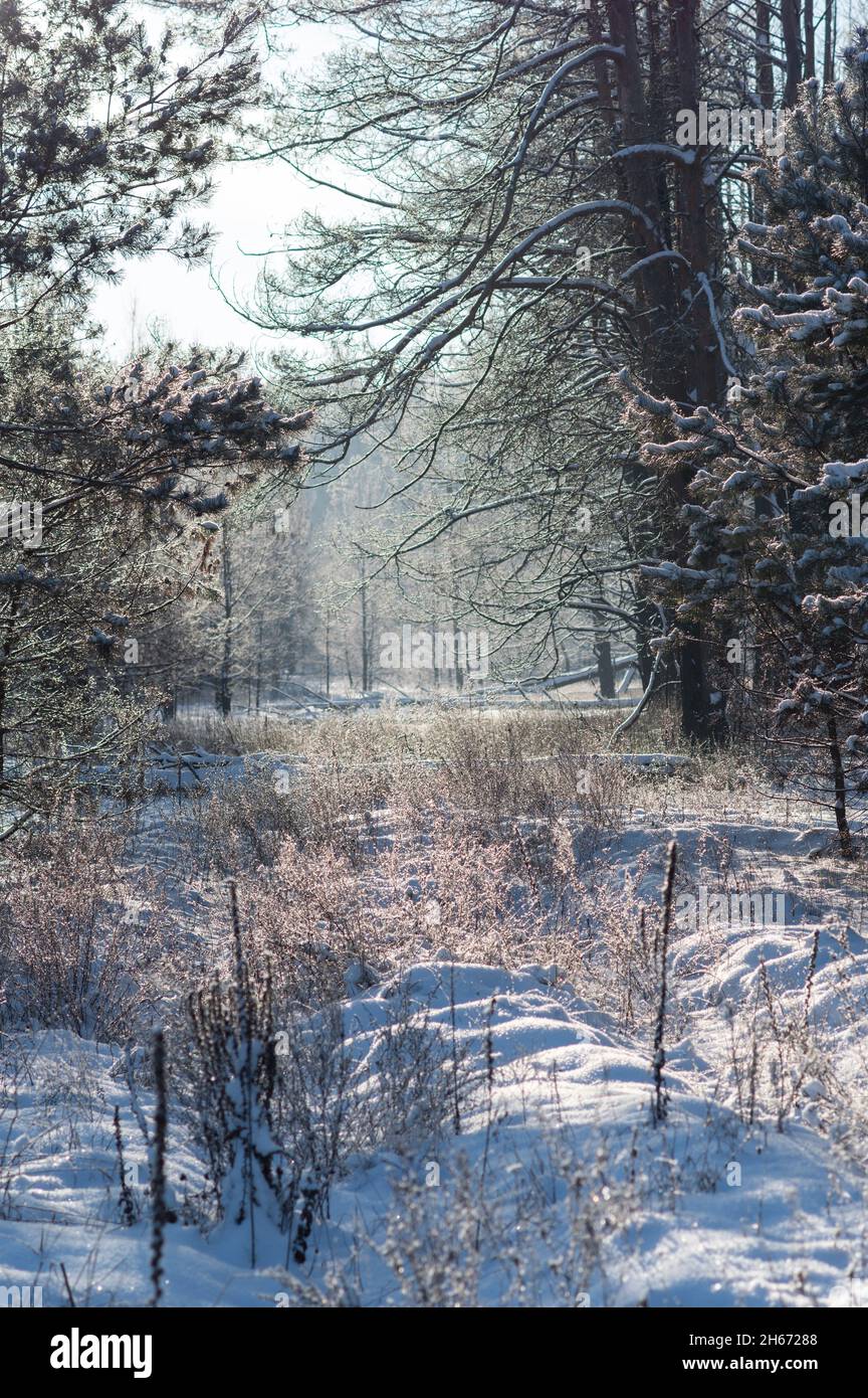 Wintermorgen im Wald. Verschneite Wälder. Sonniger Morgen in einem verschneiten Wald. Stockfoto