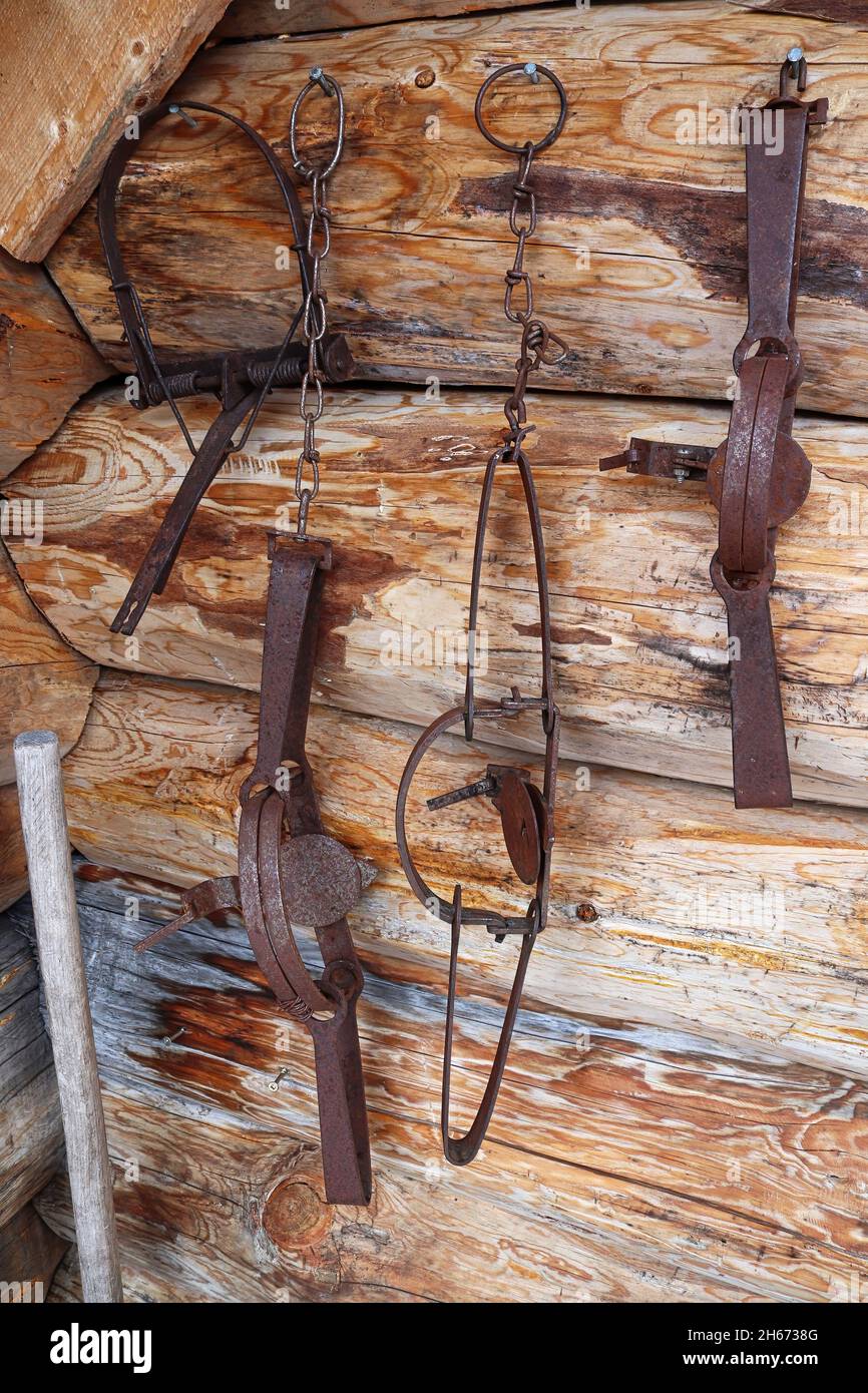 Verschiedene Tierfallen hängen an einer Blockwand Stockfoto