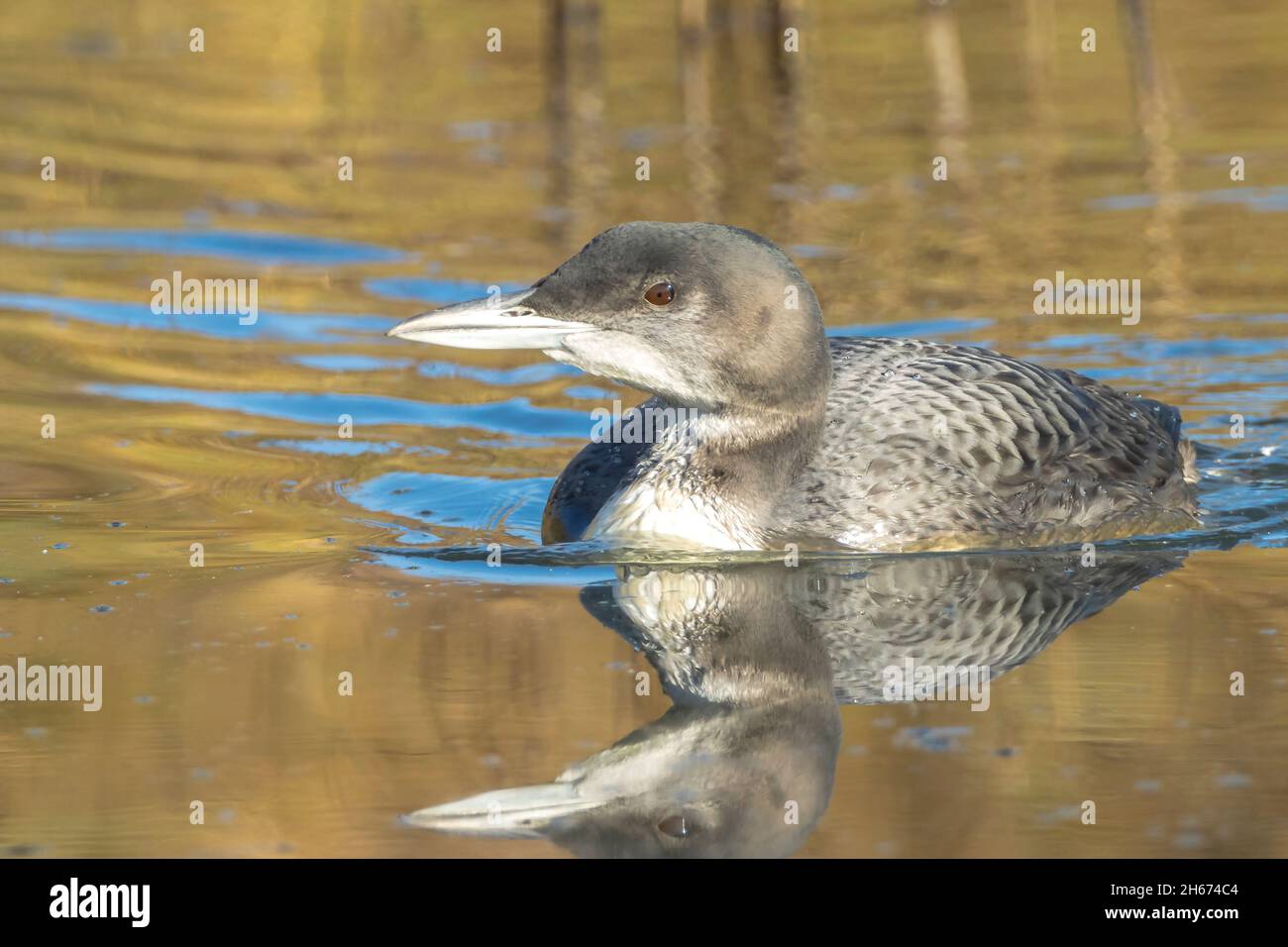 Nahaufnahme eines gemeinsamen Loons, Gavia immer, auch bekannt als der große Nordtaucher oder große Nordloon Jagd und Essen Krebse Stockfoto