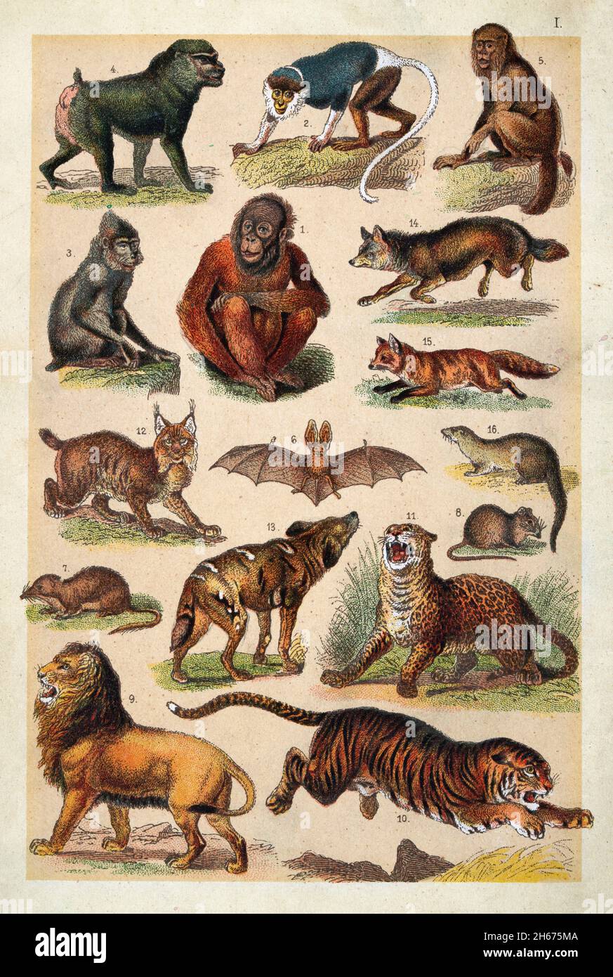 Vintage Illustration von Wildtieren, Orangutan, Doue, Schwarzer Pavian, Drill, Heulender Affe, Fledermaus, Wasserschnauze, Zwergschnauze, Löwe, tiger, jag Stockfoto