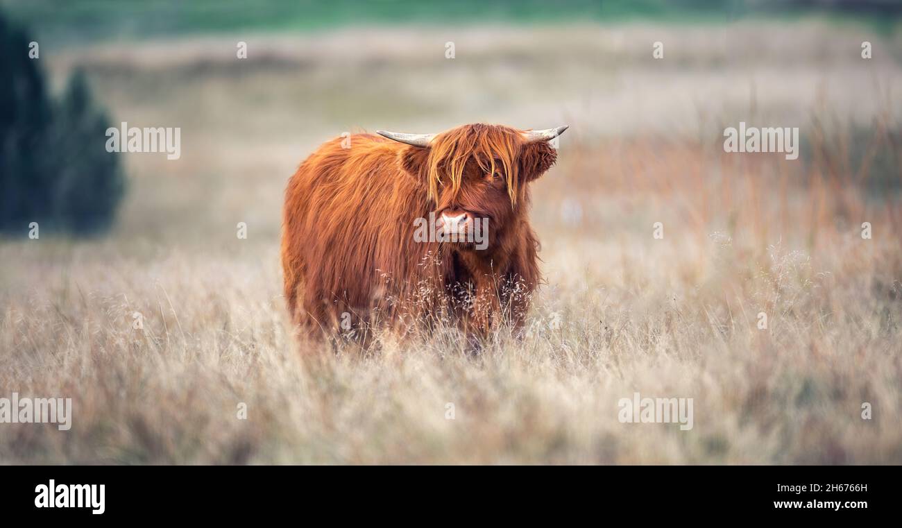 Sehr seltenes Pratur grasen auf einer Bergwiese, das beste Foto. Stockfoto