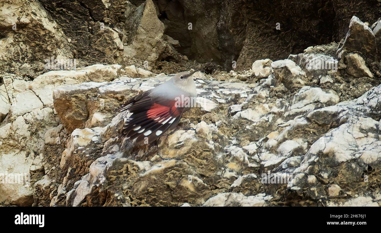 Tichodroma muraria auf einem Felsen in einem Steinbruch in Mähren ist auf der Suche nach Nahrung, das beste Foto. Stockfoto