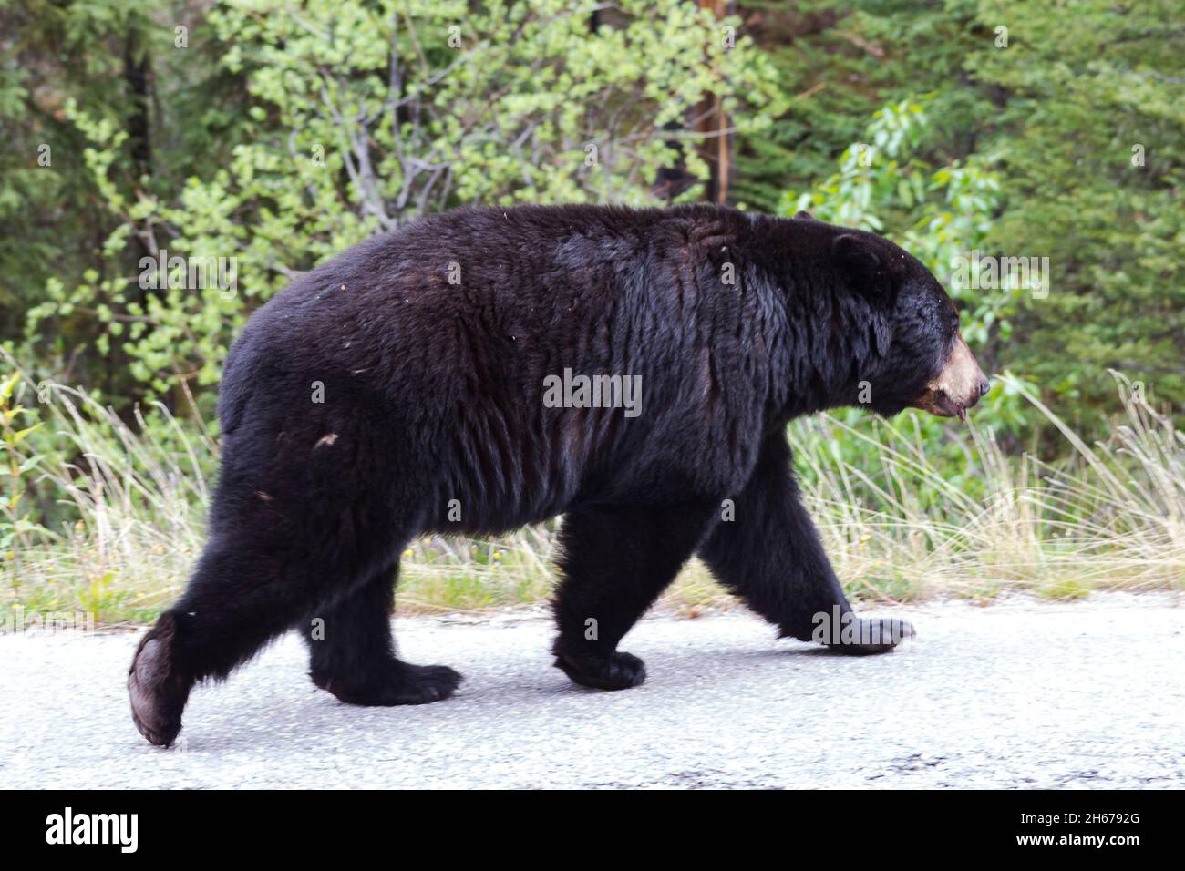 Schwarzer Bär, der die Straße entlang neben grünen Bäumen läuft. Ganzkörper. Gesicht nicht sichtbar Stockfoto