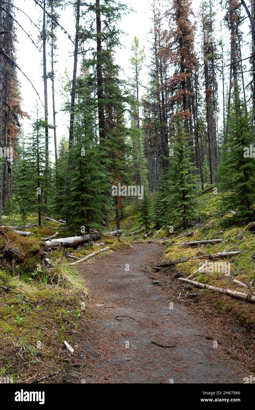 Schotterweg durch grünen Wald an feuchten bewölkten Tag Stockfoto