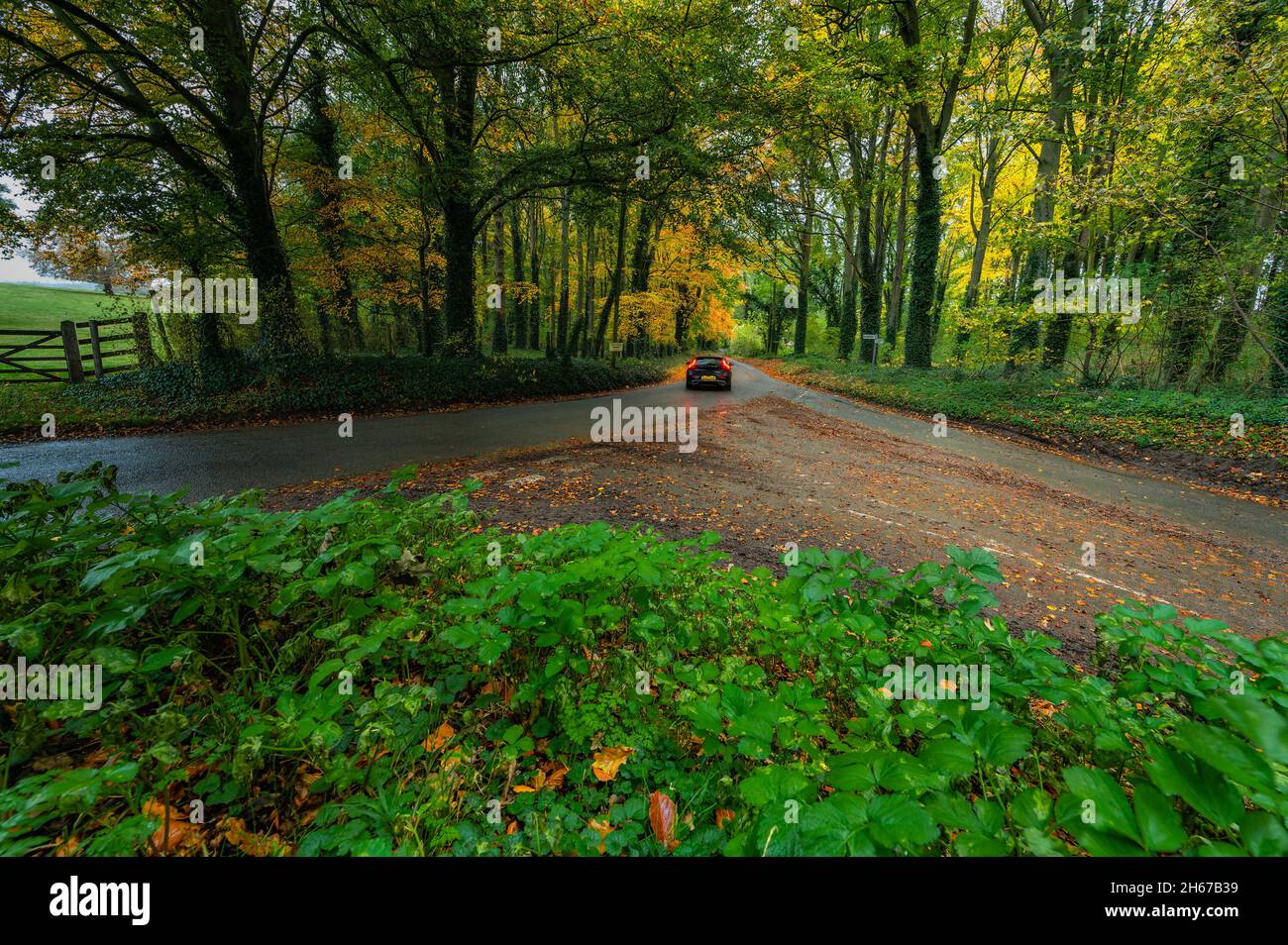 Herbstliche Blätter an einer Kreuzung in Walsingham, North Norfolk. VEREINIGTES KÖNIGREICH Stockfoto