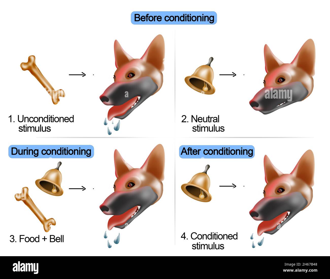 Pavlov-Theorie, Pavlov’s Dog Experiment Illustration. Hunde studieren. Stockfoto