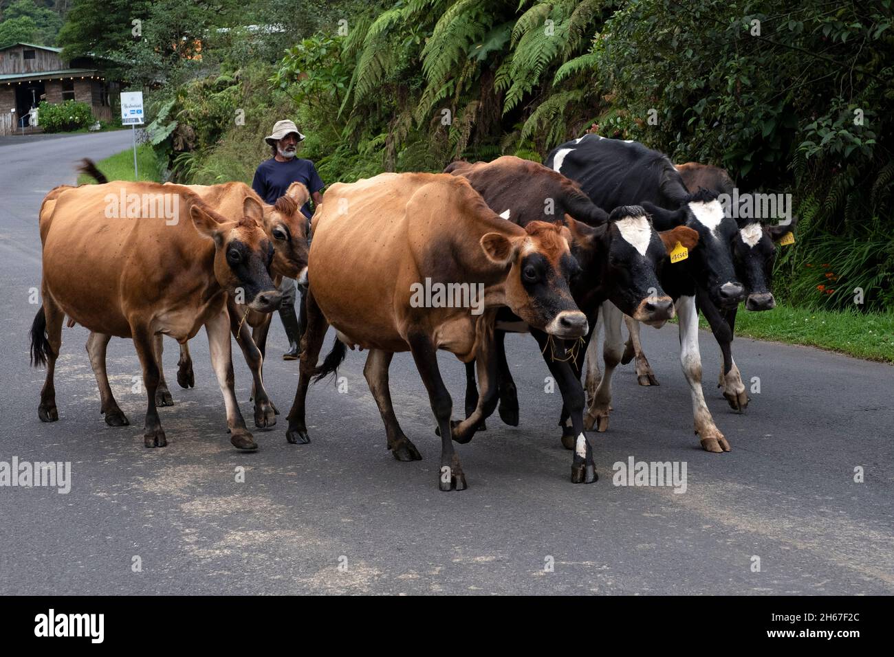 Mann, der Vieh auf den Straßen von Costa Rica hütet Stockfoto