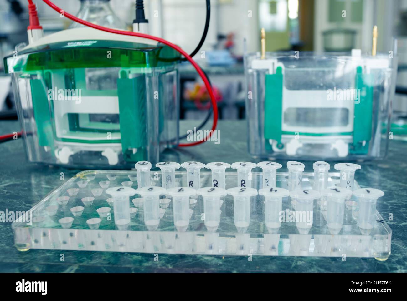 Kleine Reagenzgläser sind in zwei Reihen in einem Laborgestell angeordnet, im Hintergrund befindet sich ein Instrument zur Analyse von Proben aus Reagenzgläsern, ein Analysator Stockfoto