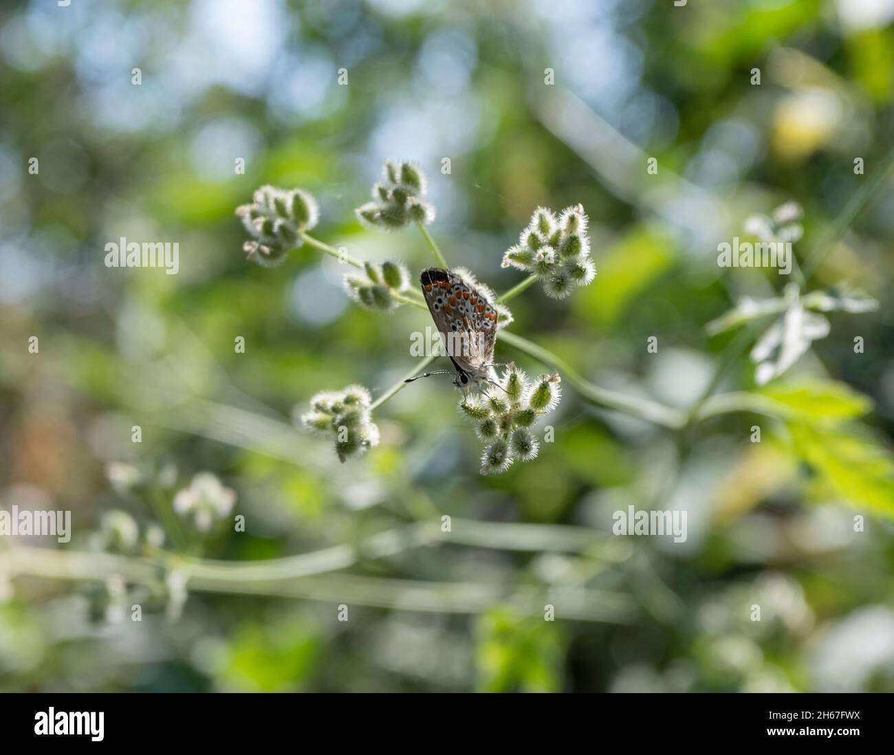 Ein kleiner Schmetterling sitzt auf einem Blütenstand mit gefalteten Flügeln. Stockfoto