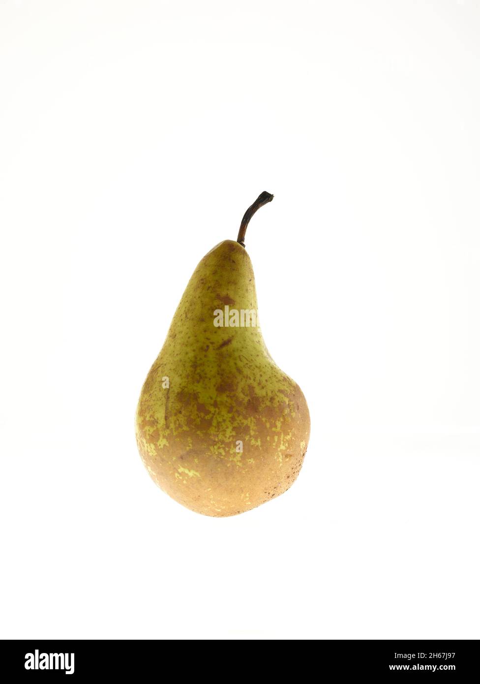 Single Conference Pear, Pyrus communis, vor einem schlichten weißen Hintergrund, Fruchtstillstand Stockfoto