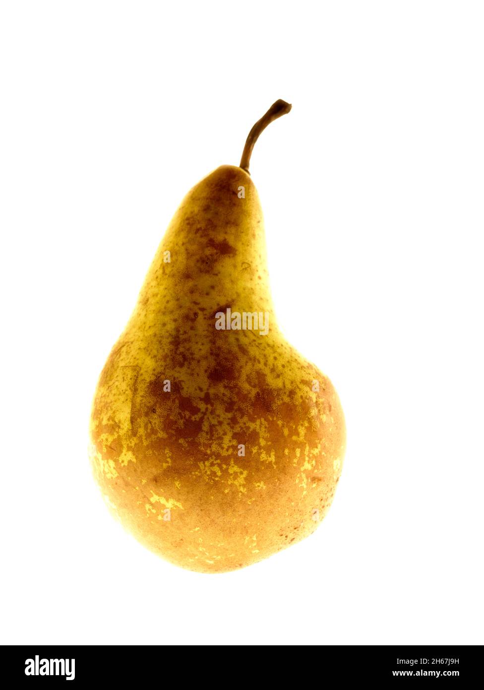 Single Conference Pear, Pyrus communis, vor einem schlichten weißen Hintergrund, Fruchtstillstand Stockfoto