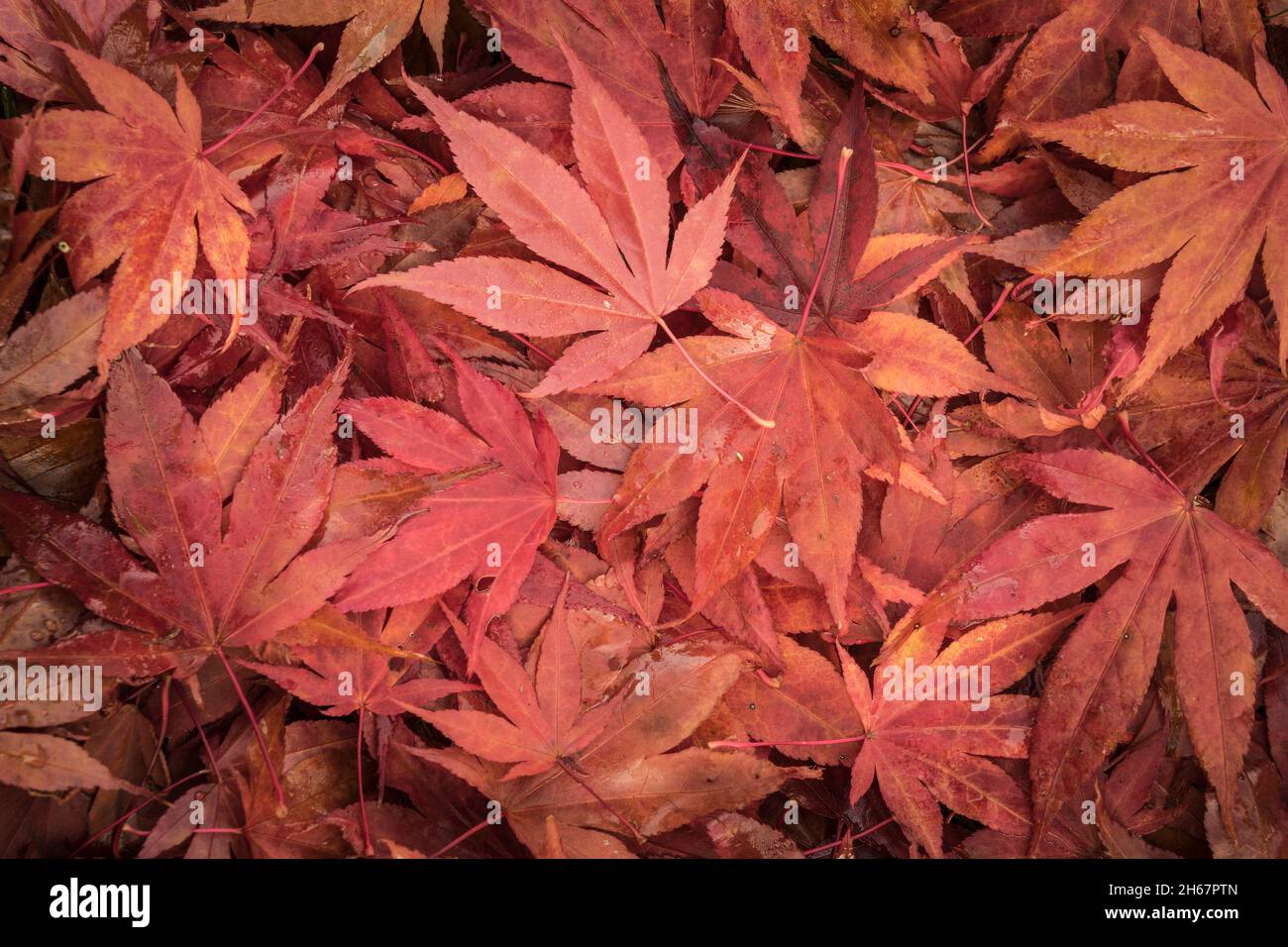 Rote Blätter im Herbst Stockfoto