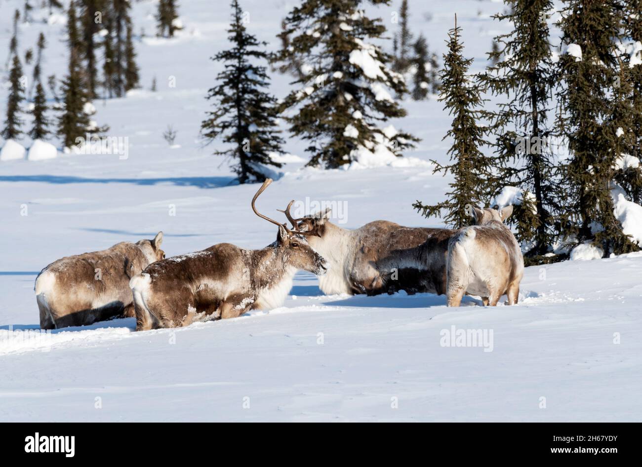 Nordamerika; Usa; Alaska; Winter; Schnee; Tierwelt; Säugetiere; Caribou; Rangifer tarandus. Im Tiefschnee Stockfoto