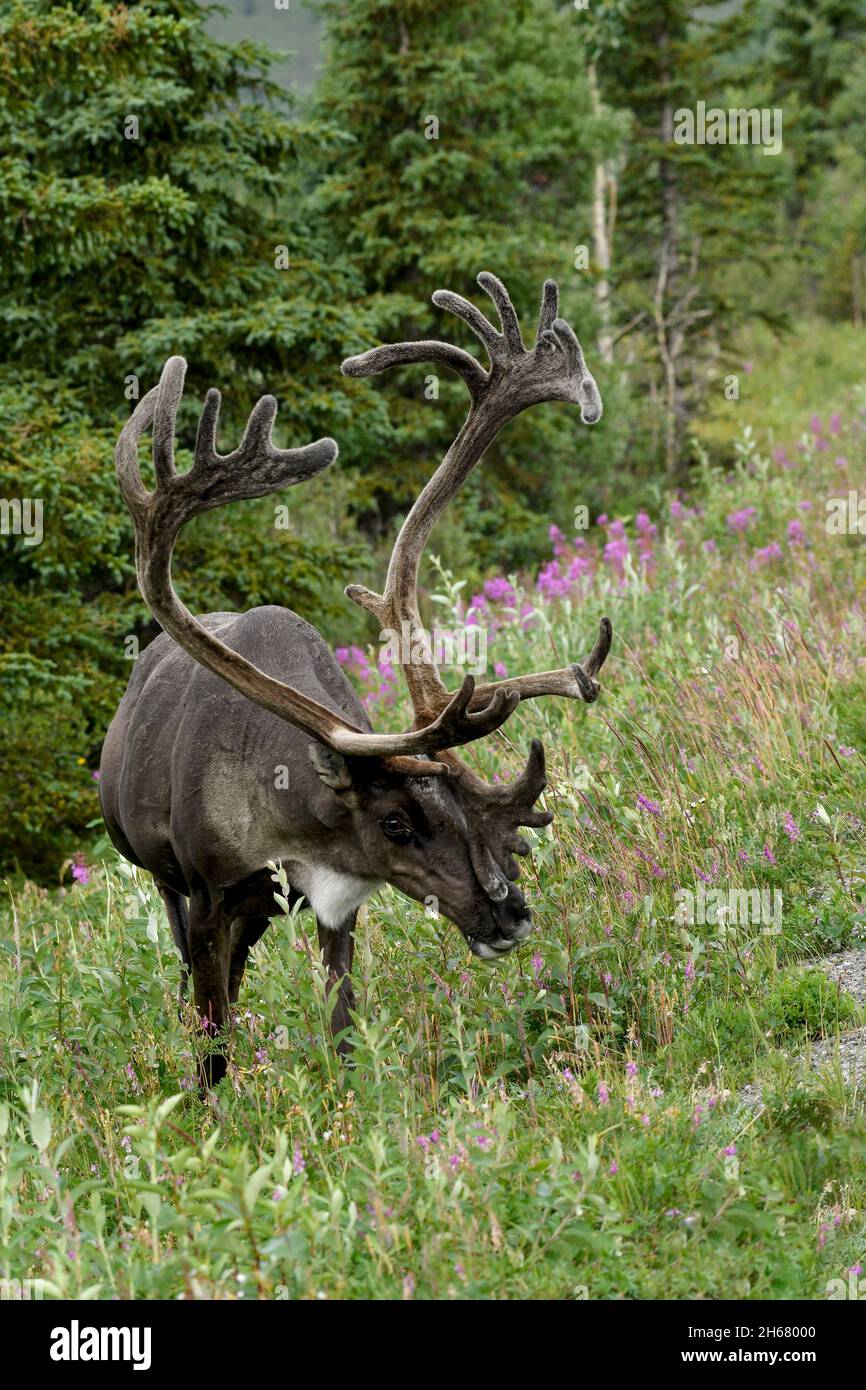 Nordamerika; Usa; Alaska; Tierwelt; Säugetiere; Caribou; Rangifer tarandus. Stier; Sommer Stockfoto