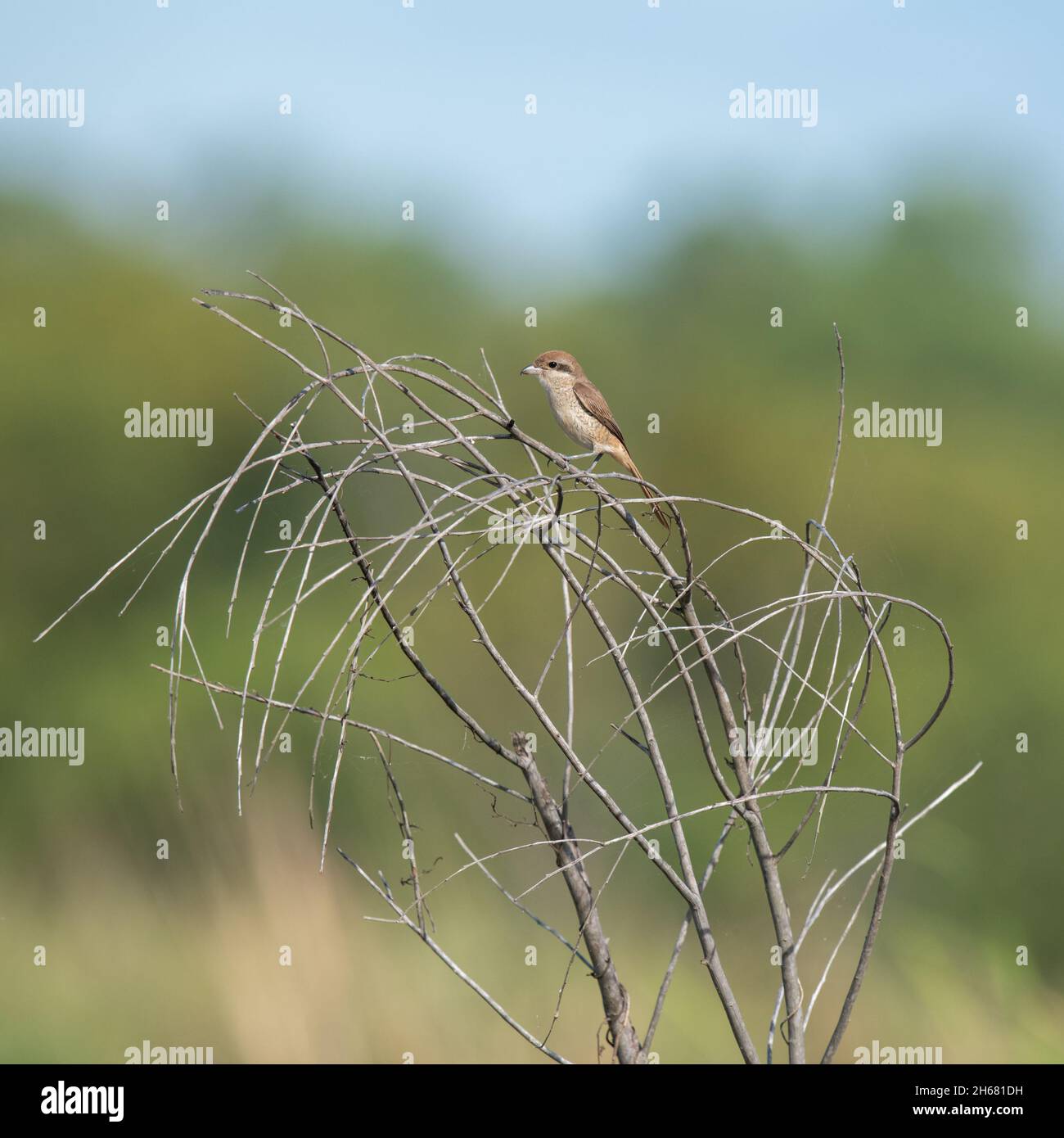 Der braune Würger (Lanius Cristatus) ist ein Vogel in der Familie der Würger, die vor allem in Asien gefunden wird. Stockfoto