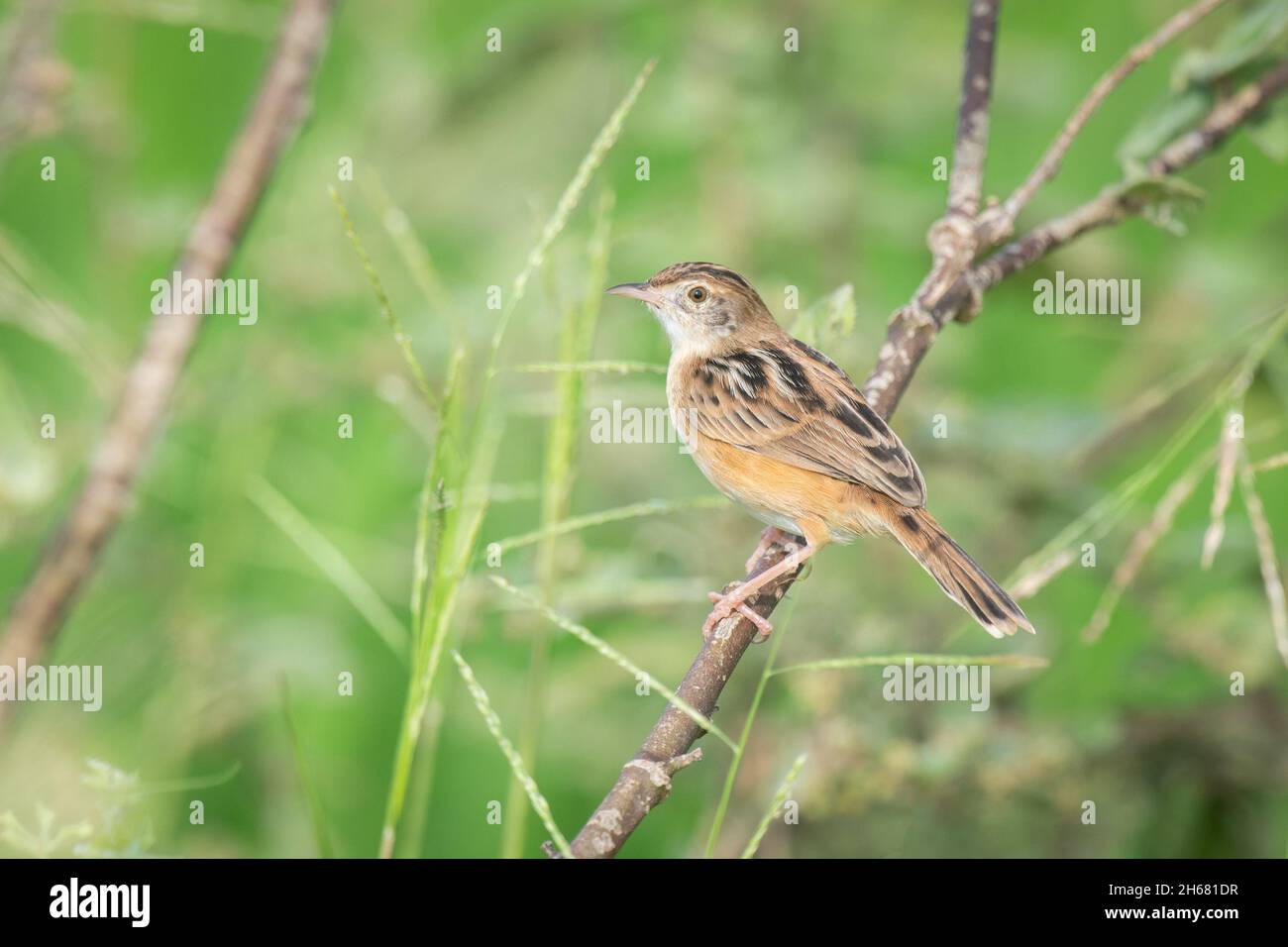 Sehr klein, mit markantem kurzen, abgerundeten Schwanz mit auffälligen Endpunkten. Körper sandfarben unten, Streifen oben. Stockfoto