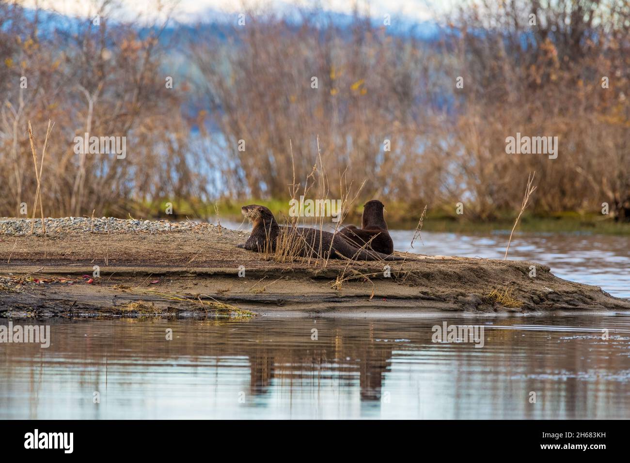 Zwei wilde Otter, Lontra canadensis Tiere, die im Norden Kanadas gesehen wurden, mit Seitenansicht in ihrer natürlichen Umgebung. Stockfoto