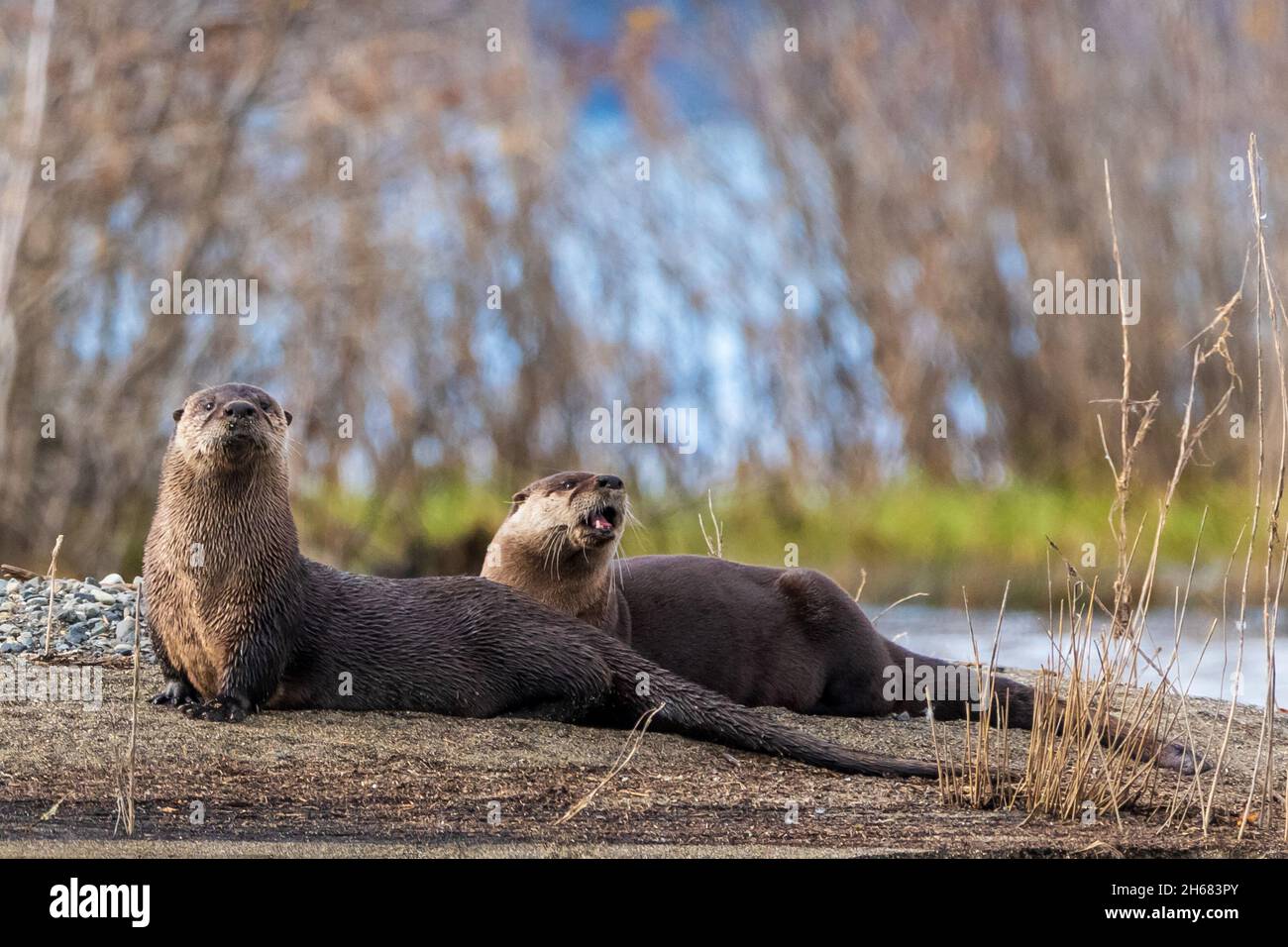 Zwei wilde Otter, Lontra canadensis Tiere, die im Norden Kanadas gesehen wurden, mit Seitenansicht in ihrer natürlichen Umgebung. Stockfoto