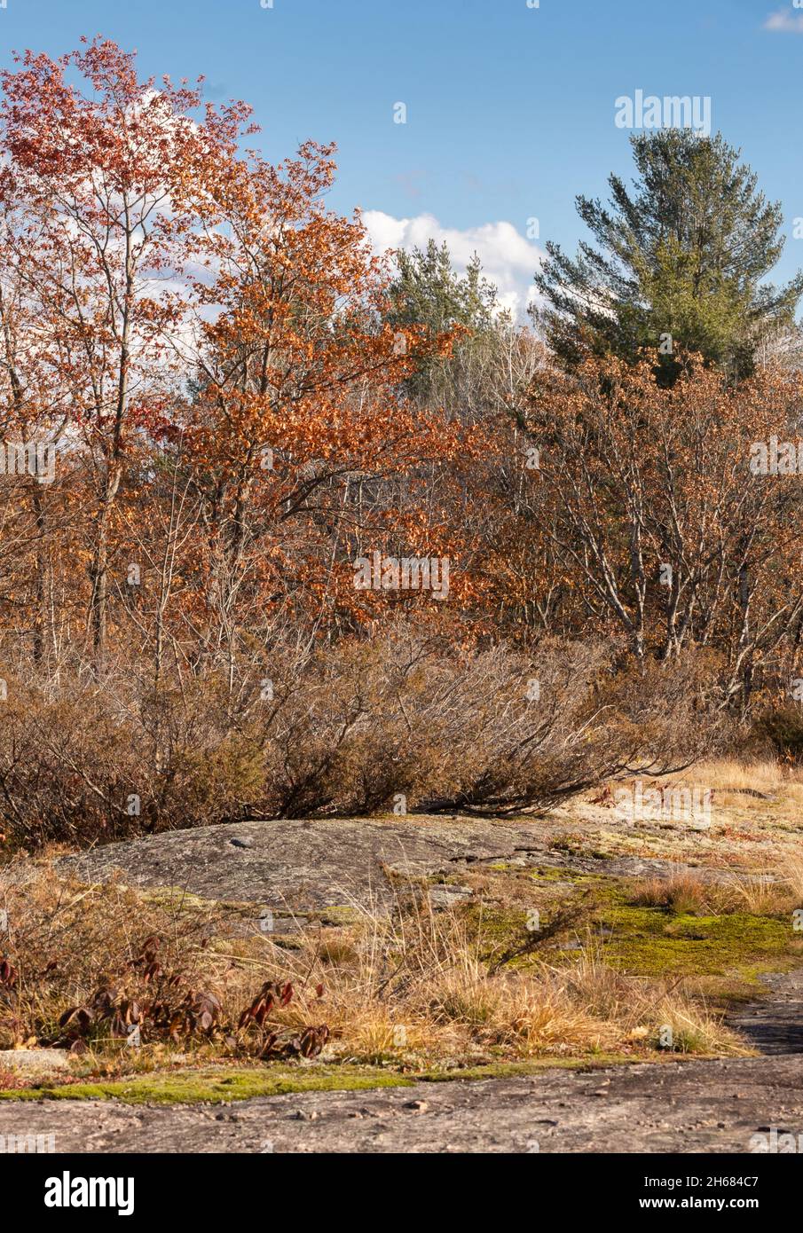 Pflanzenwachstum im Precambrian-Gestein bei Torrance Barrens im Herbst in Muskoka, Ontario Stockfoto