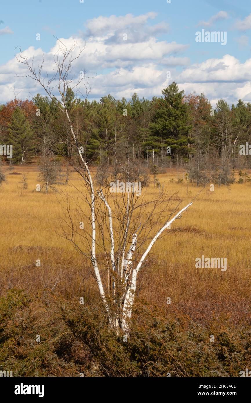 Feuchtgebiete bei Torrance Barrens in Ontario im November Stockfoto