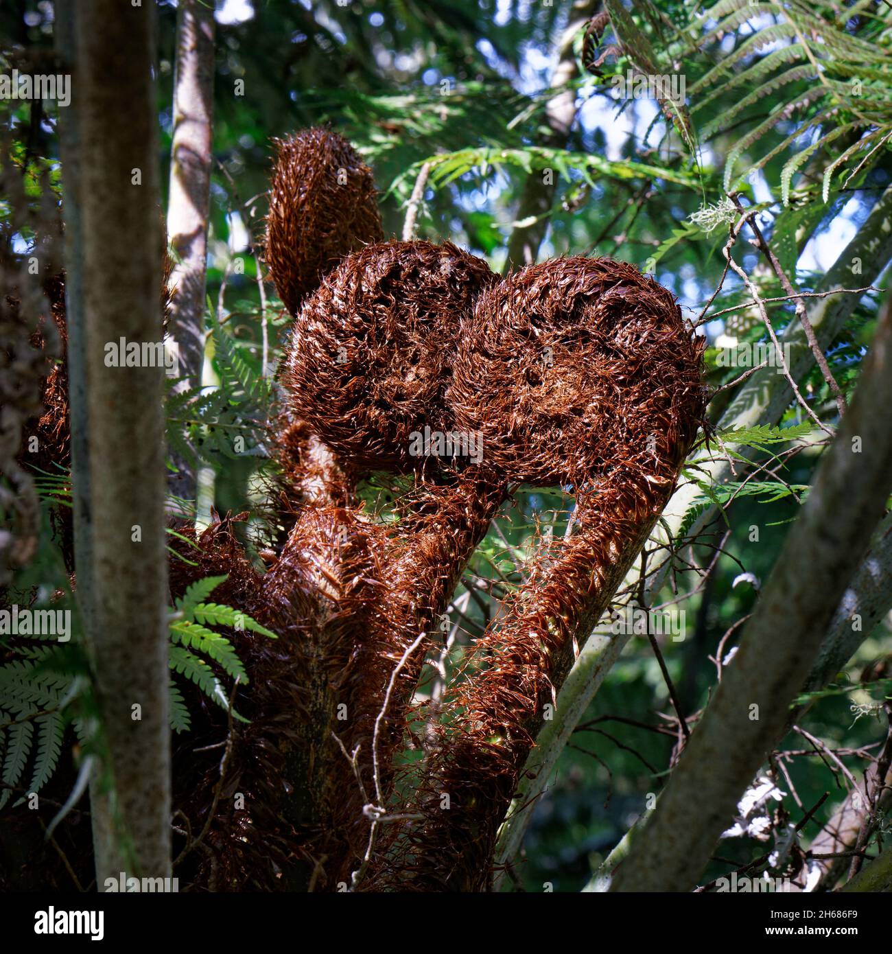 Eine Familie von neuen Farnwedeln namens Koru, die gerade beginnt, sich in einem neuen Blatt zu entfalten, Abel Tasman National Park, Neuseeland. Stockfoto