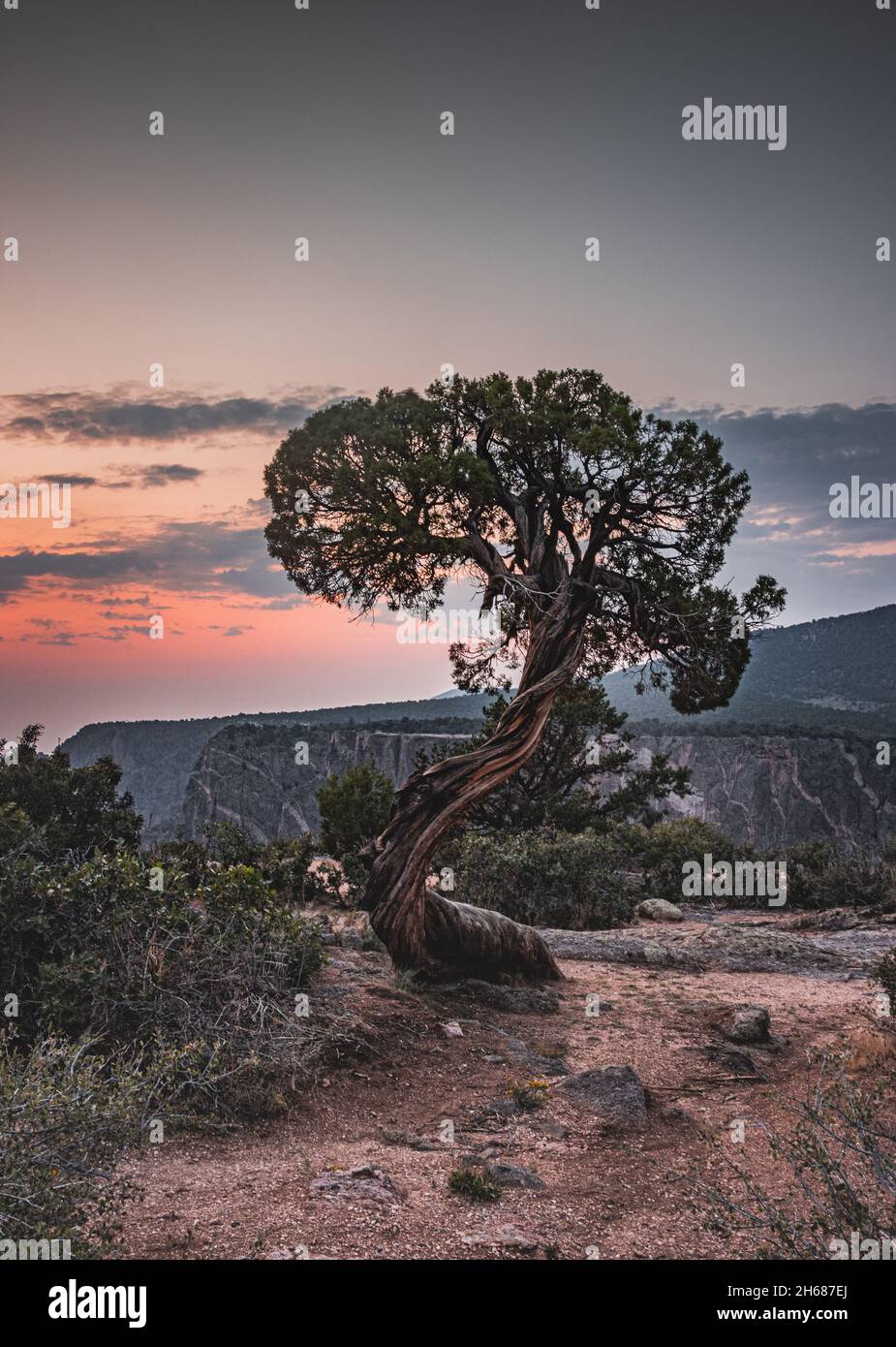 Einsamer Baum mit wunderschöner Aussicht auf den Black Gunnison Canyon, Colorado Stockfoto