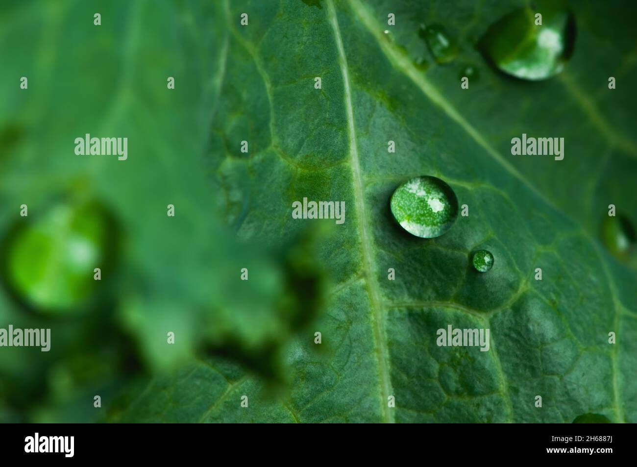 Nahaufnahme eines Wassertropfens auf einem grünen Grünkohl. Stockfoto