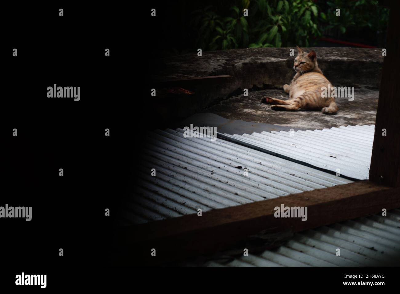Mollige Katze, die sich auf dem Dach entspannt Stockfoto