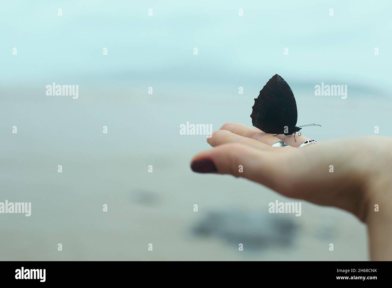 Schmetterling auf meiner hand Stockfoto