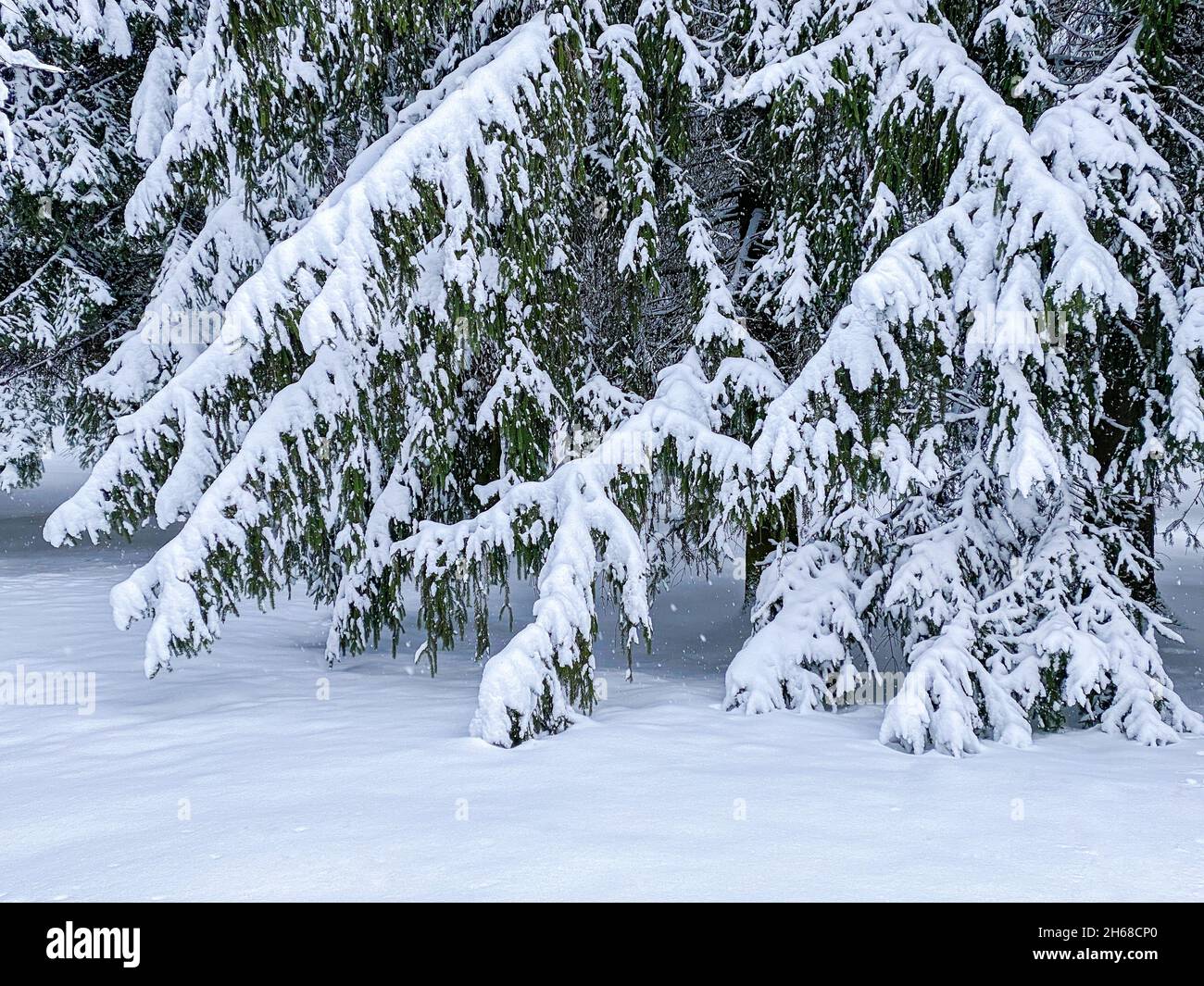 Tannenzweige, bedeckt mit Schnee nach starkem Schneefall. Natürlicher Winterhintergrund. Stockfoto