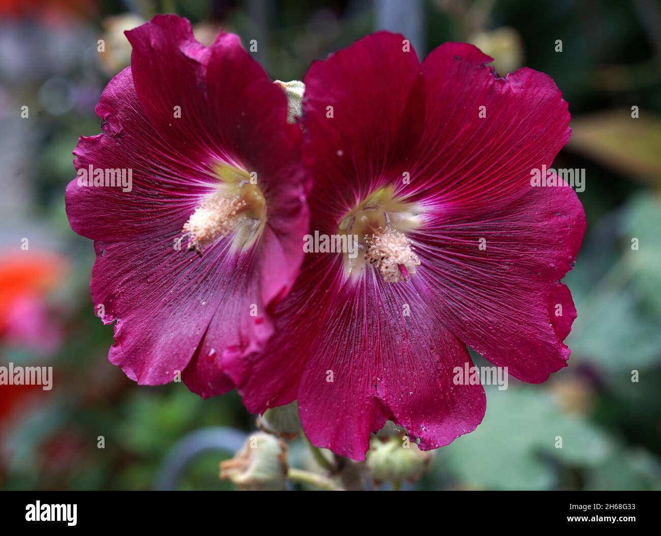 Dunkelrote Blüten mit dem Namen Alcea rosea oder gemeiner Hollyhock mit verschwommenem Hintergrund Stockfoto
