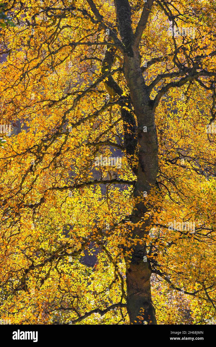 Buche (Fagus sylvatica), beleuchtet von Golden Autumnal Light, North Pennines, Teesdale, County Durham, Großbritannien Stockfoto