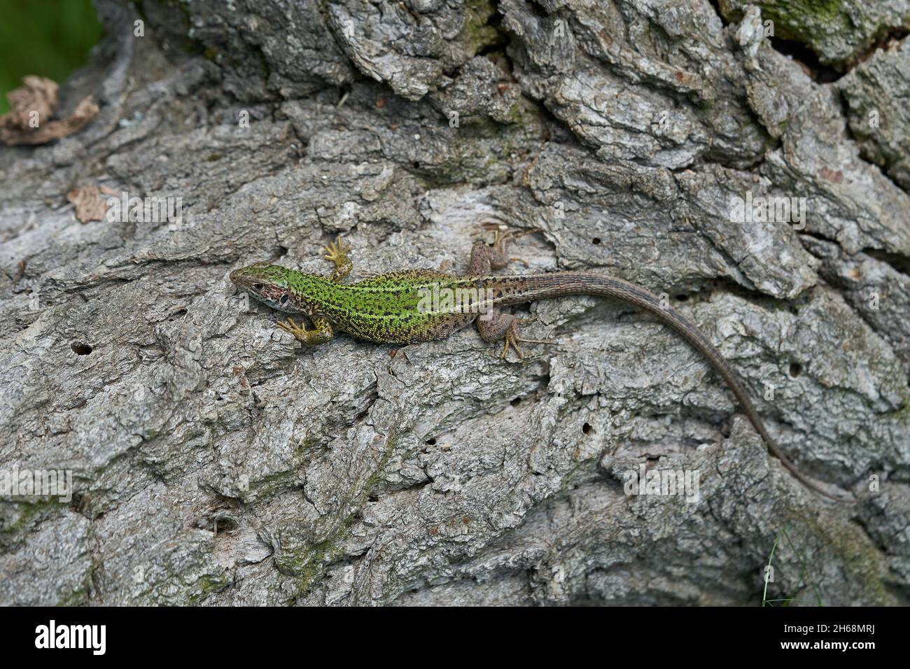 Tierwelt Foto des Europäischen Green Lizard Lacerta viridis Stockfoto