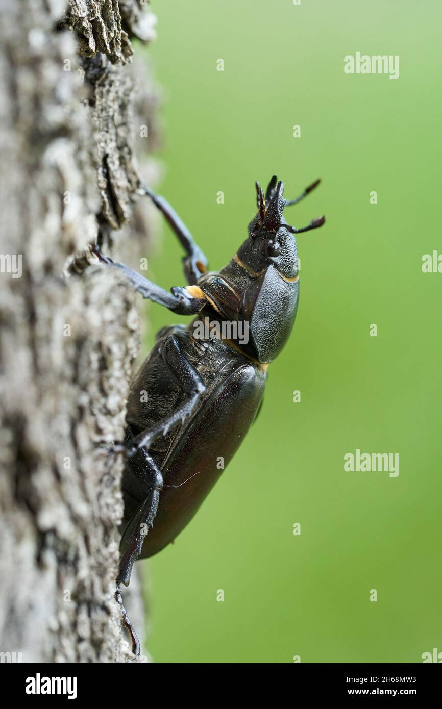 Wildlife Makro Foto von weiblichen Hirschkäfer Stockfoto