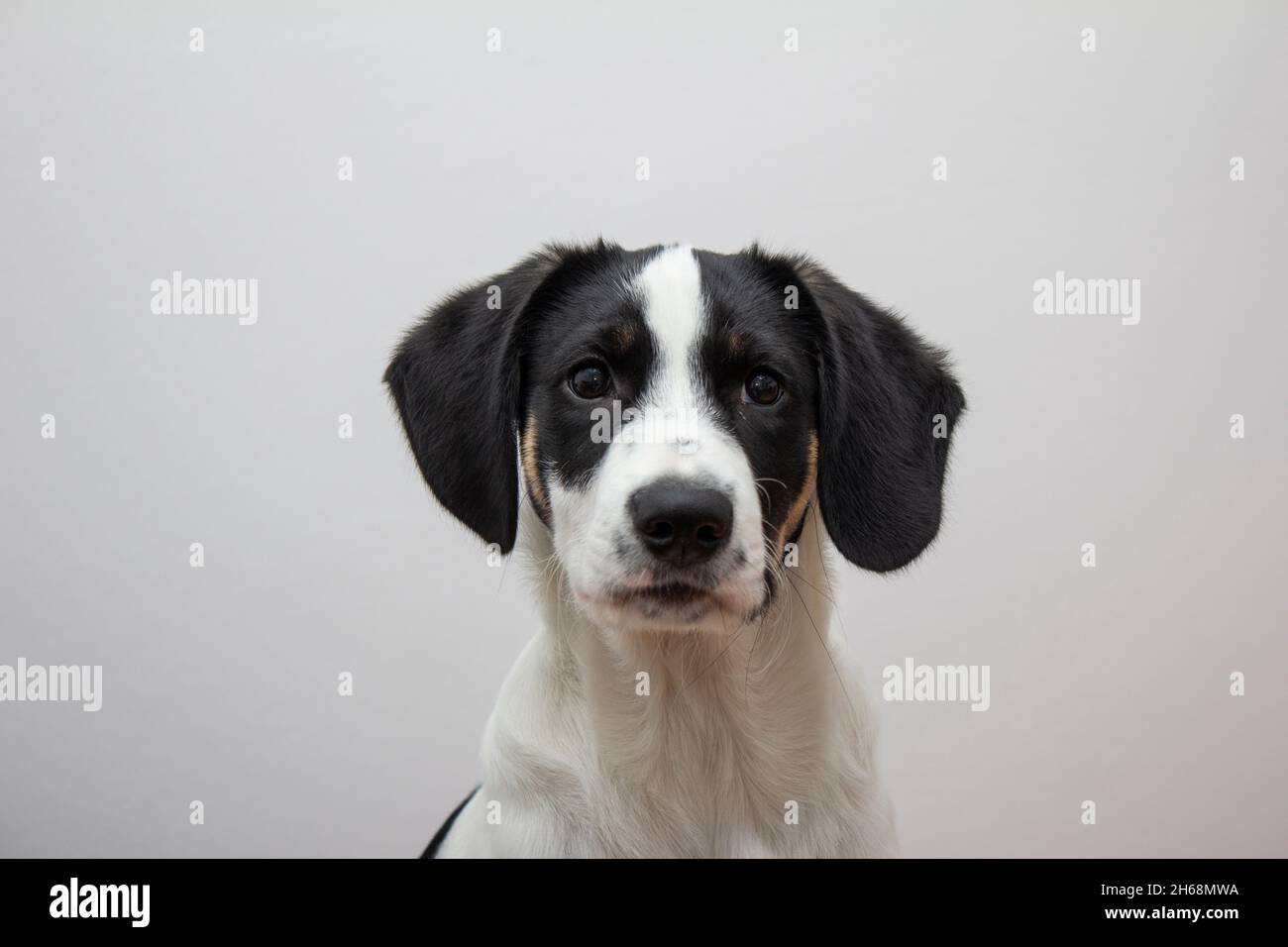 Traurig Puppy Look Schwarz Weiß Border Collie Augen Doggy Im Innen Stockfoto