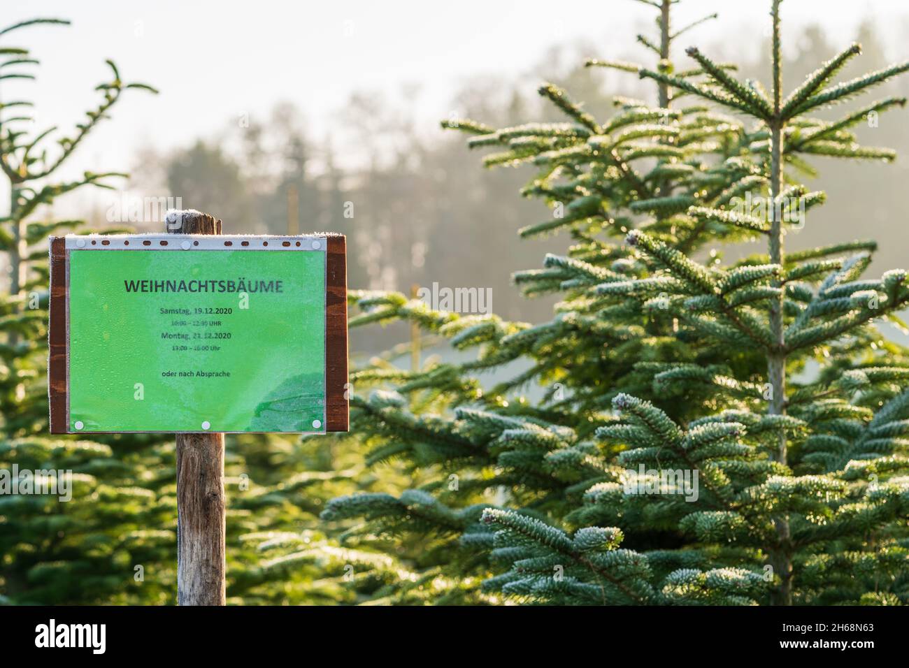 Schild mit deutschem Schriftzug „Weihnachtsbaumverkauf“ vor frostbedeckten immergrünen Tannen auf einer Weihnachtsbaumfarm. Helles Sonnenlicht. Stockfoto