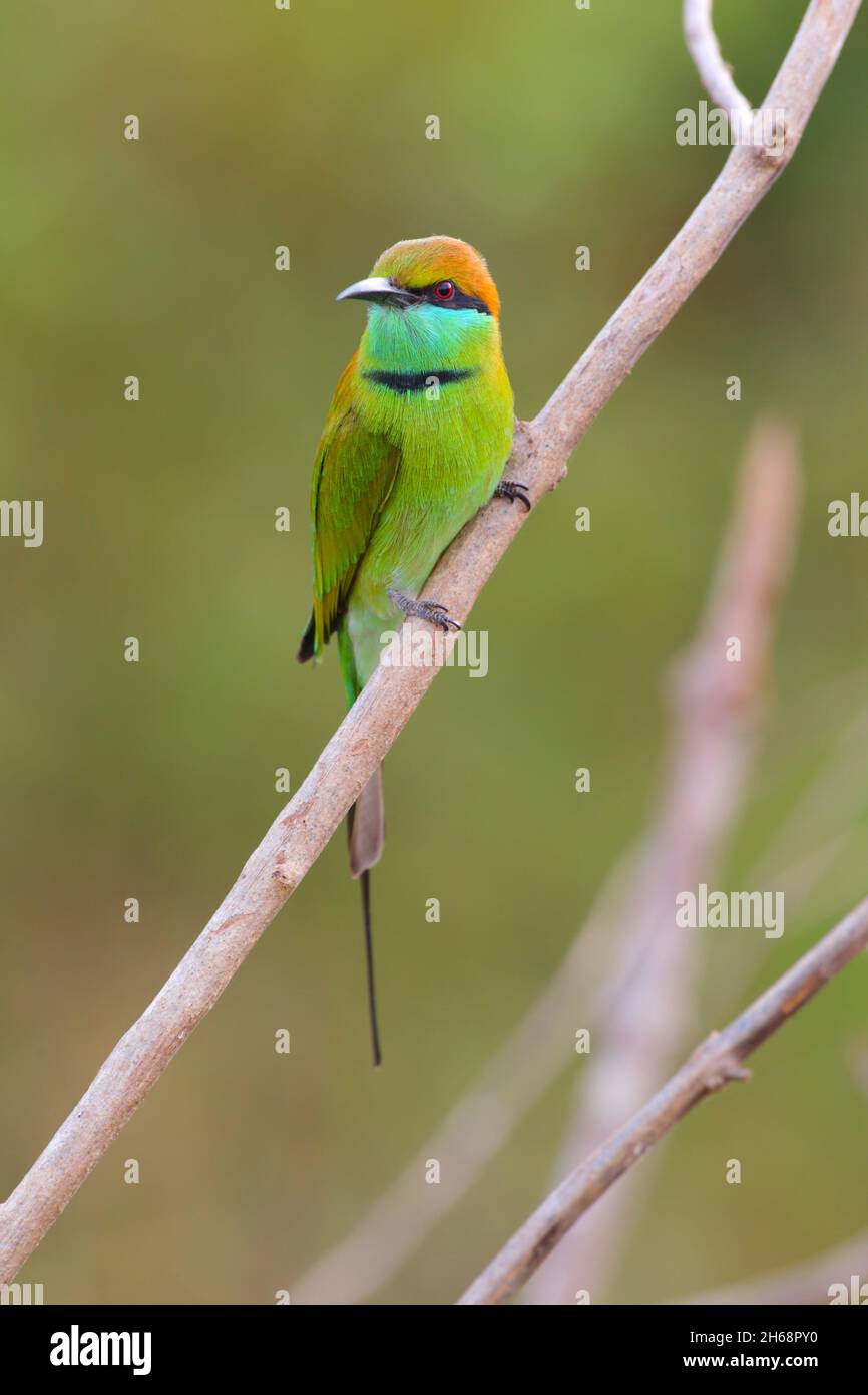 Ein erwachsener grüner Bienenfresser oder kleiner grüner Bienenfresser (Merops orientalis), der auf einem offenen Zweig in Sri Lanka thront Stockfoto