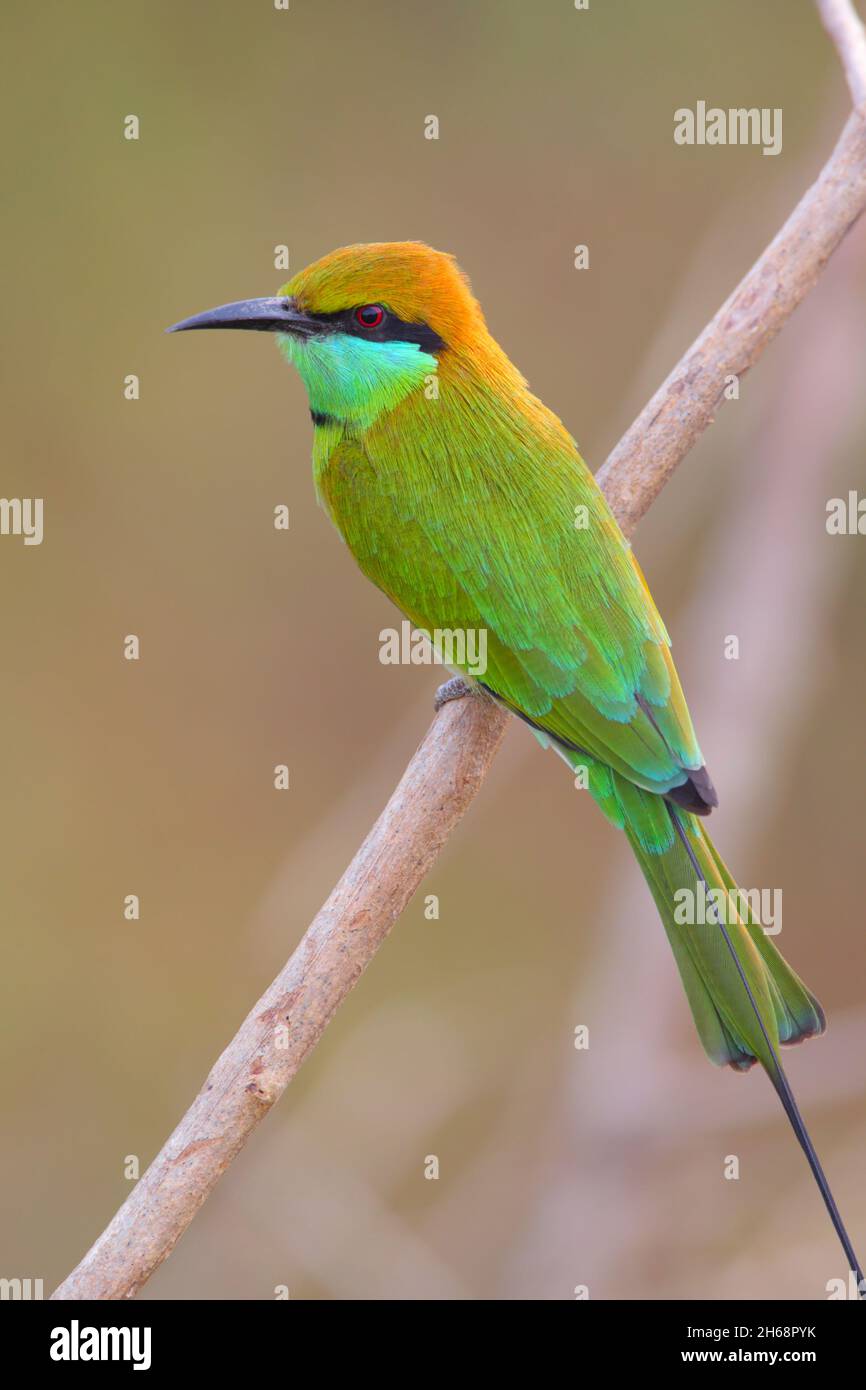 Ein erwachsener grüner Bienenfresser oder kleiner grüner Bienenfresser (Merops orientalis), der auf einem offenen Zweig in Sri Lanka thront Stockfoto