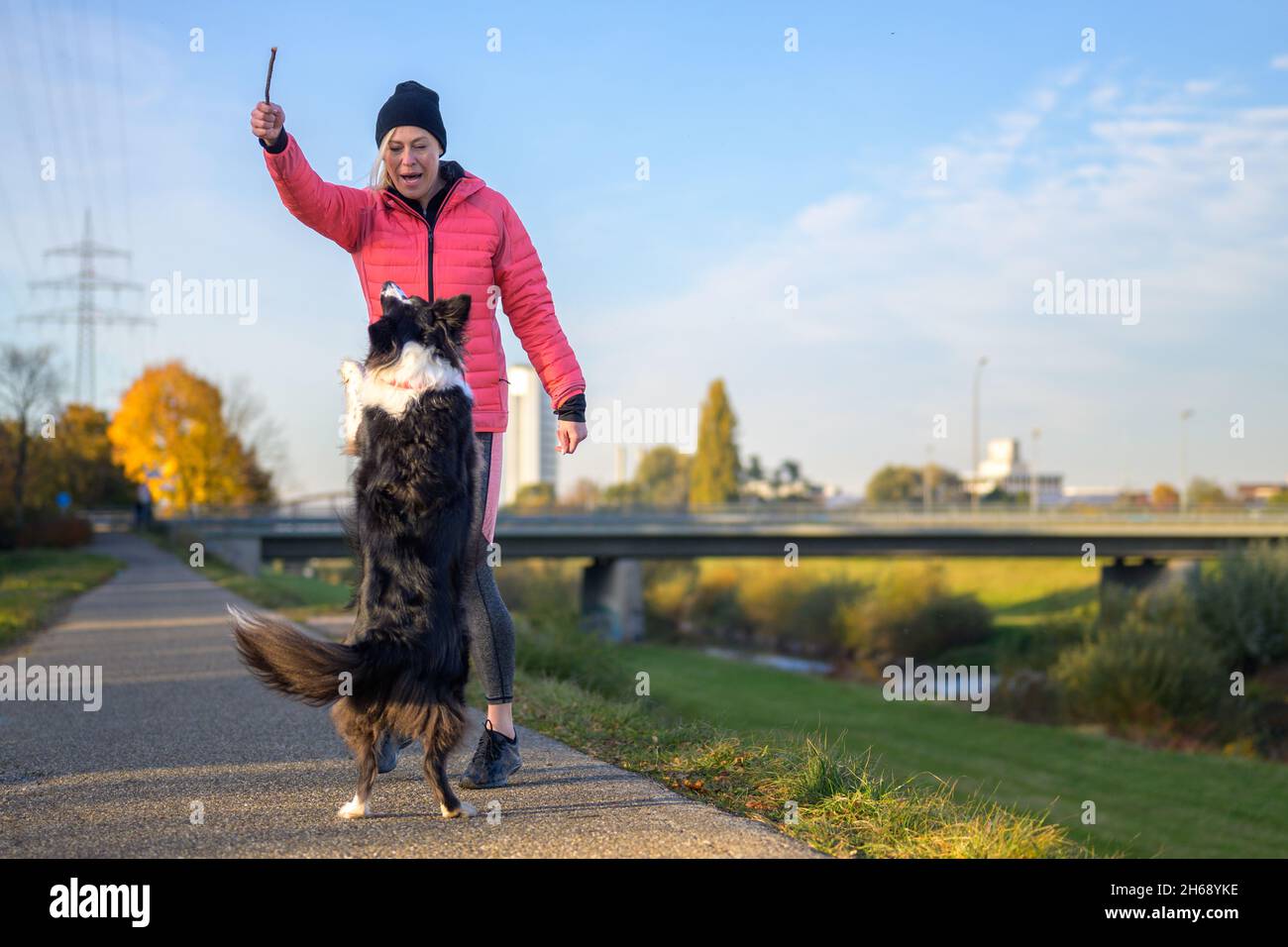 Frau neckt einen Border Collie mit einem erhobenen Stock in einem Spiel von fetch im Abendlicht auf einem ländlichen Fußweg, während der Hund in der Luft springt Stockfoto