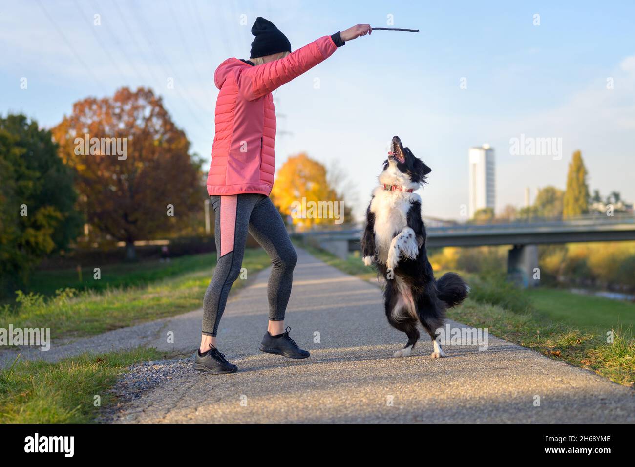 Frau neckt einen Border Collie mit einem erhobenen Stock in einem Spiel von fetch im Abendlicht auf einem ländlichen Fußweg, während der Hund in der Luft springt Stockfoto