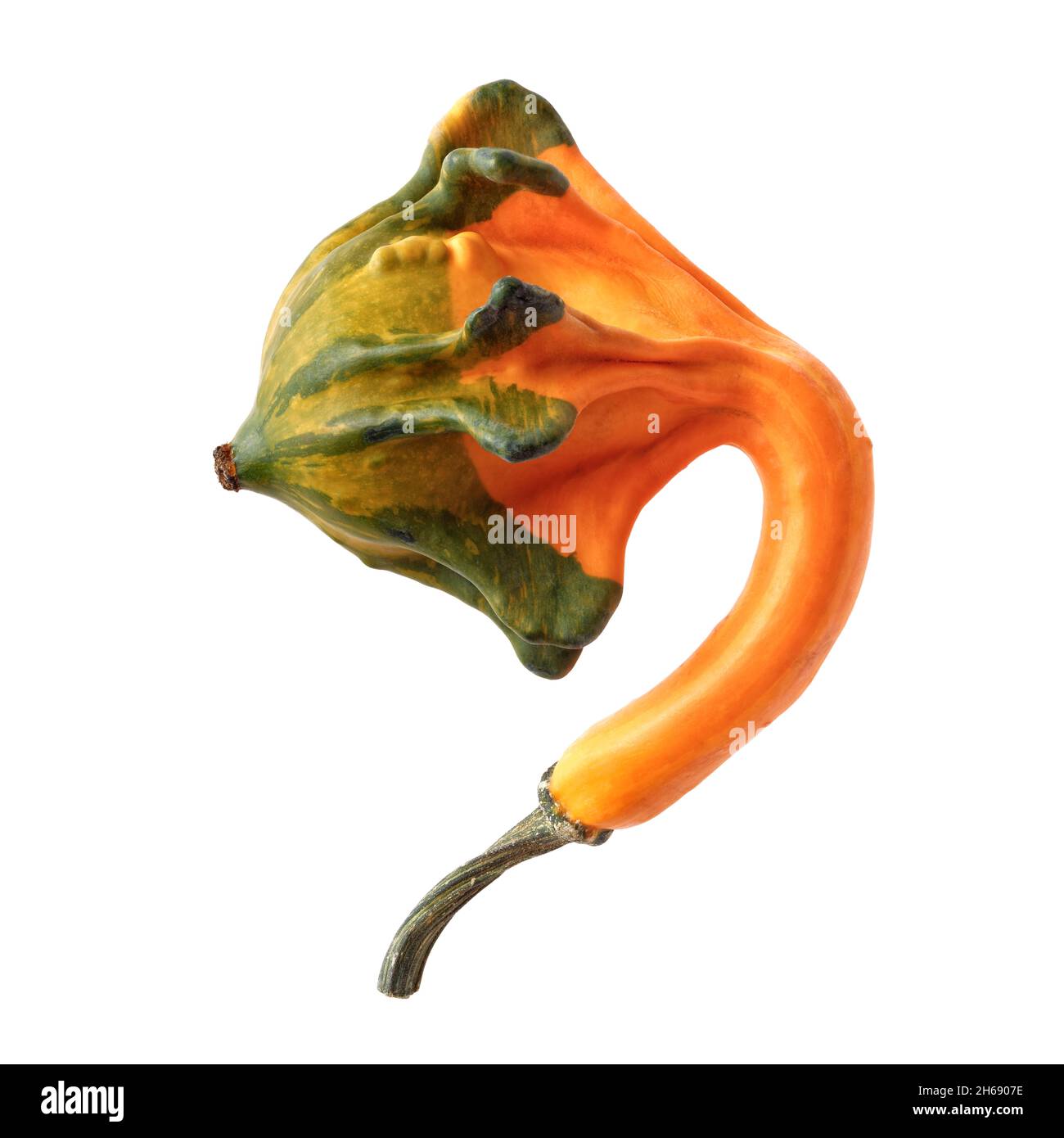 Isolierte Objekte: Einzelner dekorativer Kürbis, klein und krumm, auf weißem Hintergrund Stockfoto