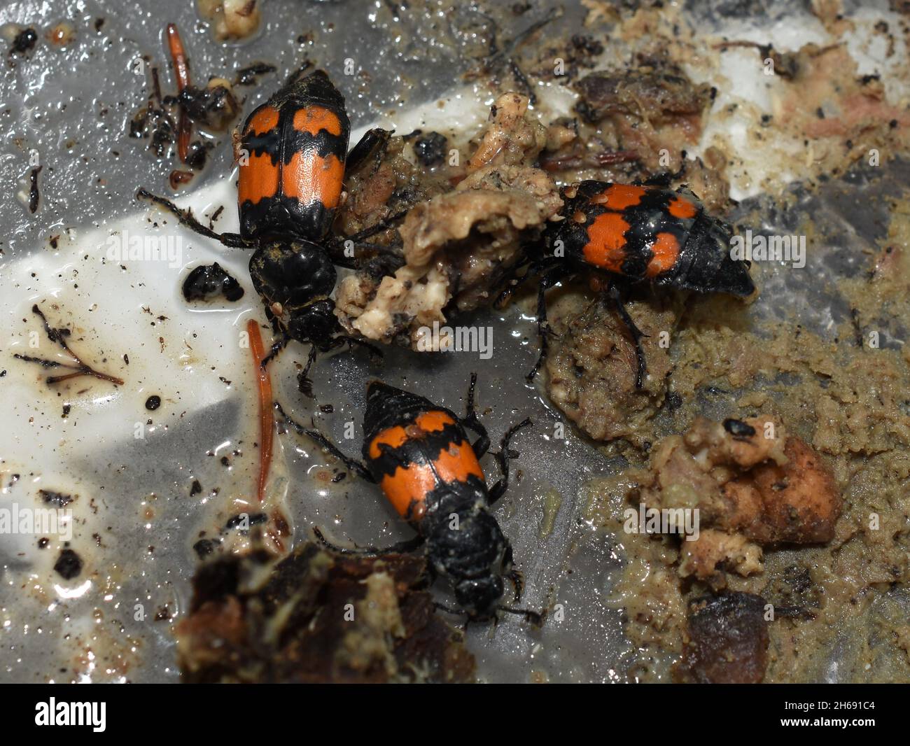 Aaskäfer Nicrophorus vergraben in verfaultem Fleischkadaver Stockfoto