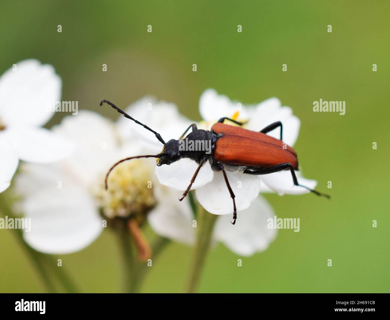 Der Langhornkäfer Anastrangalia sanguinolenta auf einer weißen Blume Stockfoto