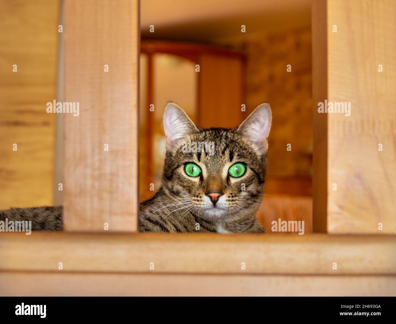 Eine Hauskatze mit grünen Augen beobachtet uns genau vom Bildschirm, der zwischen hölzernen Innenräumen liegt Stockfoto