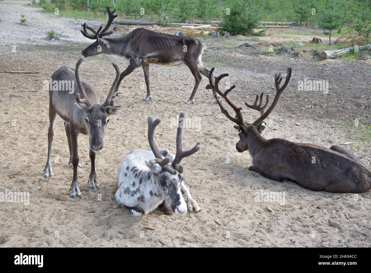 Eine Gruppe von Rentieren grast in der Wald-Tundra von Sibirien Stockfoto