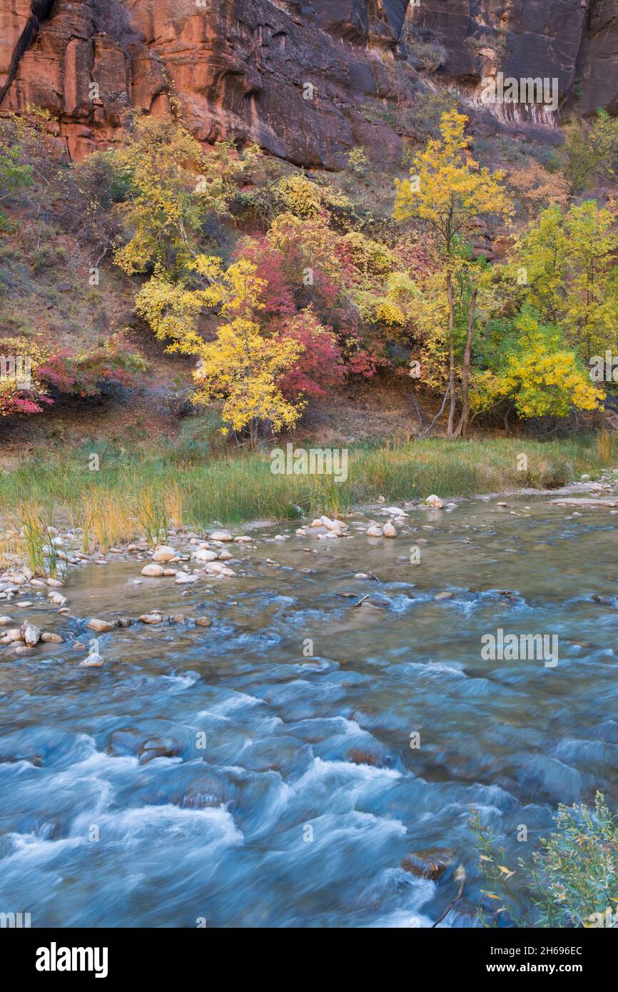 Zion National Park, Utah, USA. Blick über den Virgin River auf bunte Bäume am Fuße der Klippen im Tempel von Sinawava, Herbst. Stockfoto